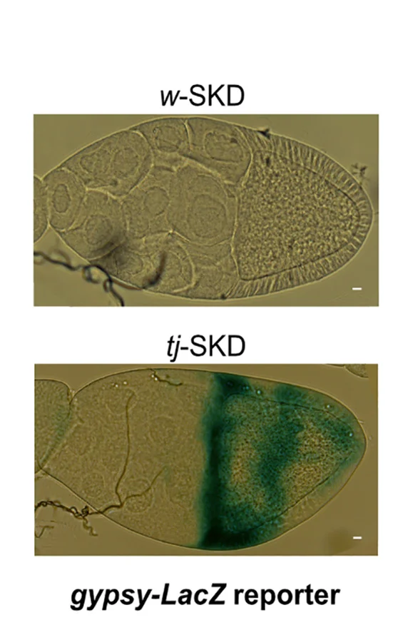 Open access visualization of Microscopy, β-galactosidase Staining, Egg Chambers, gypsy Silencing, Fly Ovaries