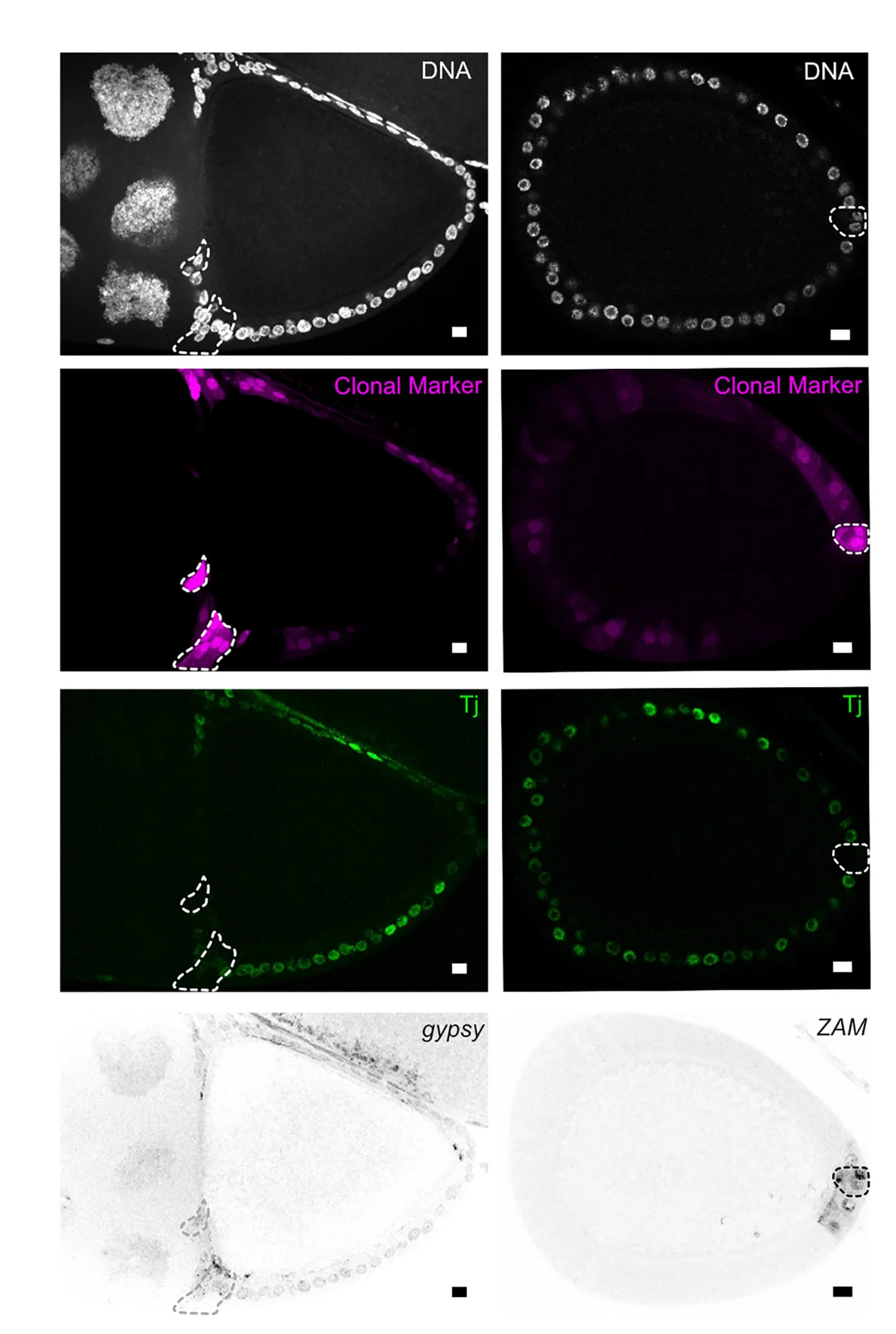Open access visualization of Microscopy, Confocal Images, Egg Chambers, gypsy RNA, ZAM RNA