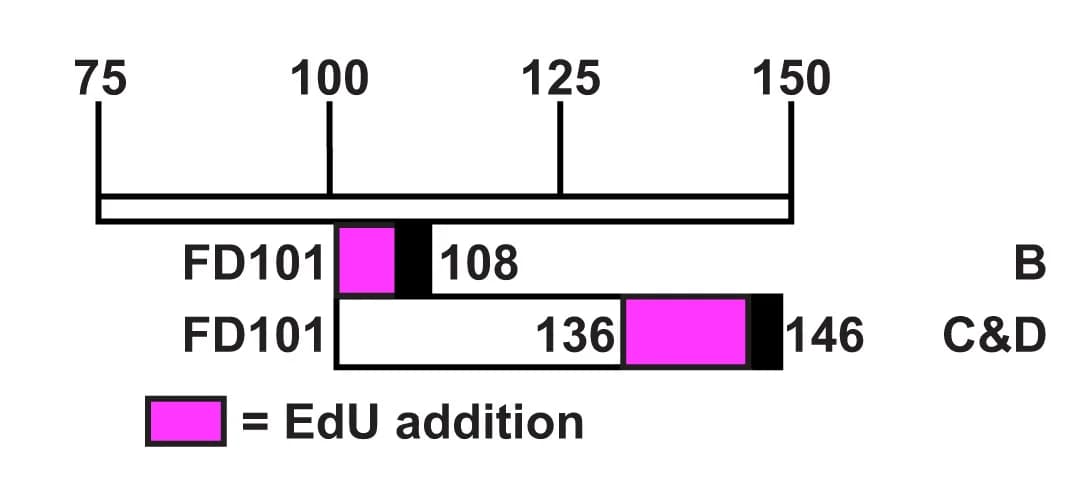 Open access visualization of Bar Plot, Stacked Bar Plot, Retinosphere Isolation, Culture, EdU Addition