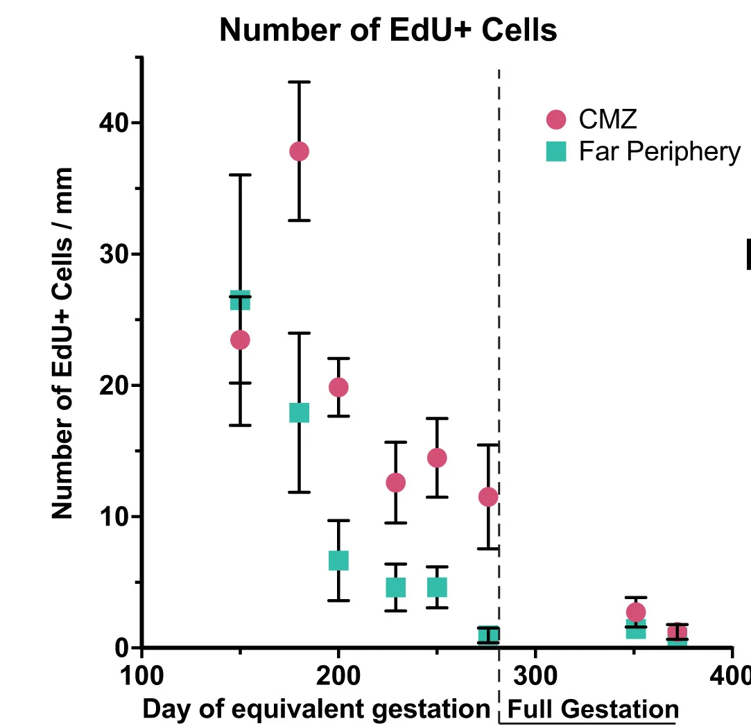 Open access visualization of Line Plot, Error Bars, EdU Incorporation, CMZ, PAX6
