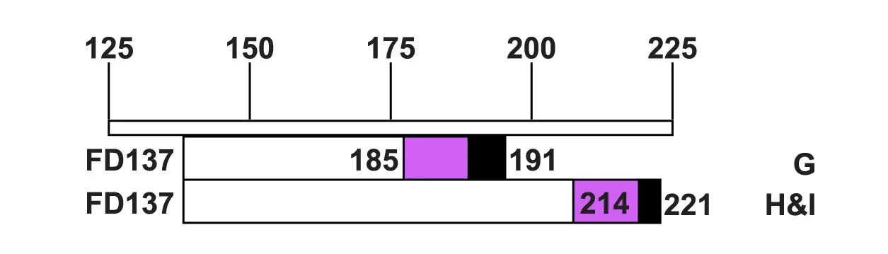 Open access visualization of Illustration, Timecourse, Retinosphere, Isolation, Culture