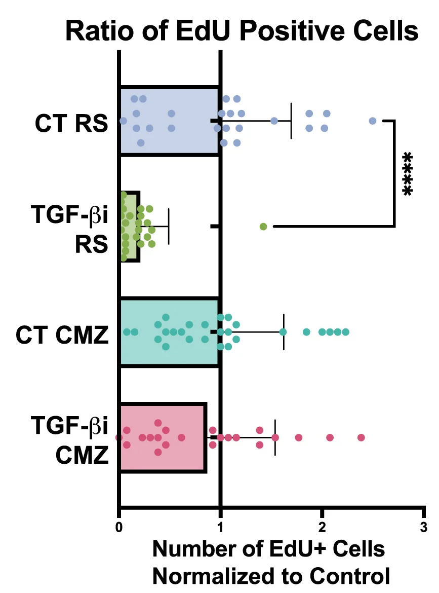 Open access visualization of Box Plot, Scatter Plot, Error Bars, EdU-positive Cells, CMZ