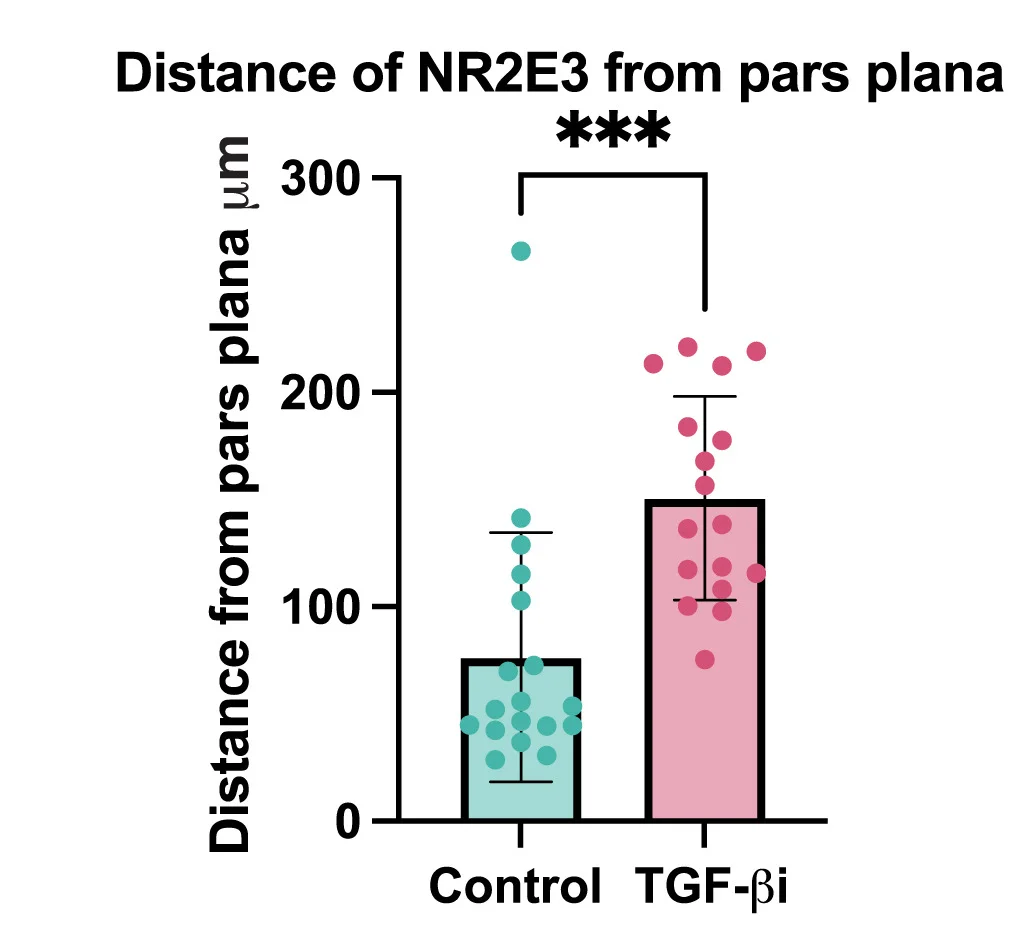 Open access visualization of Bar Plot, Error Bars, Scatter Plot, Pars Plana, NR2E3-positive Cells