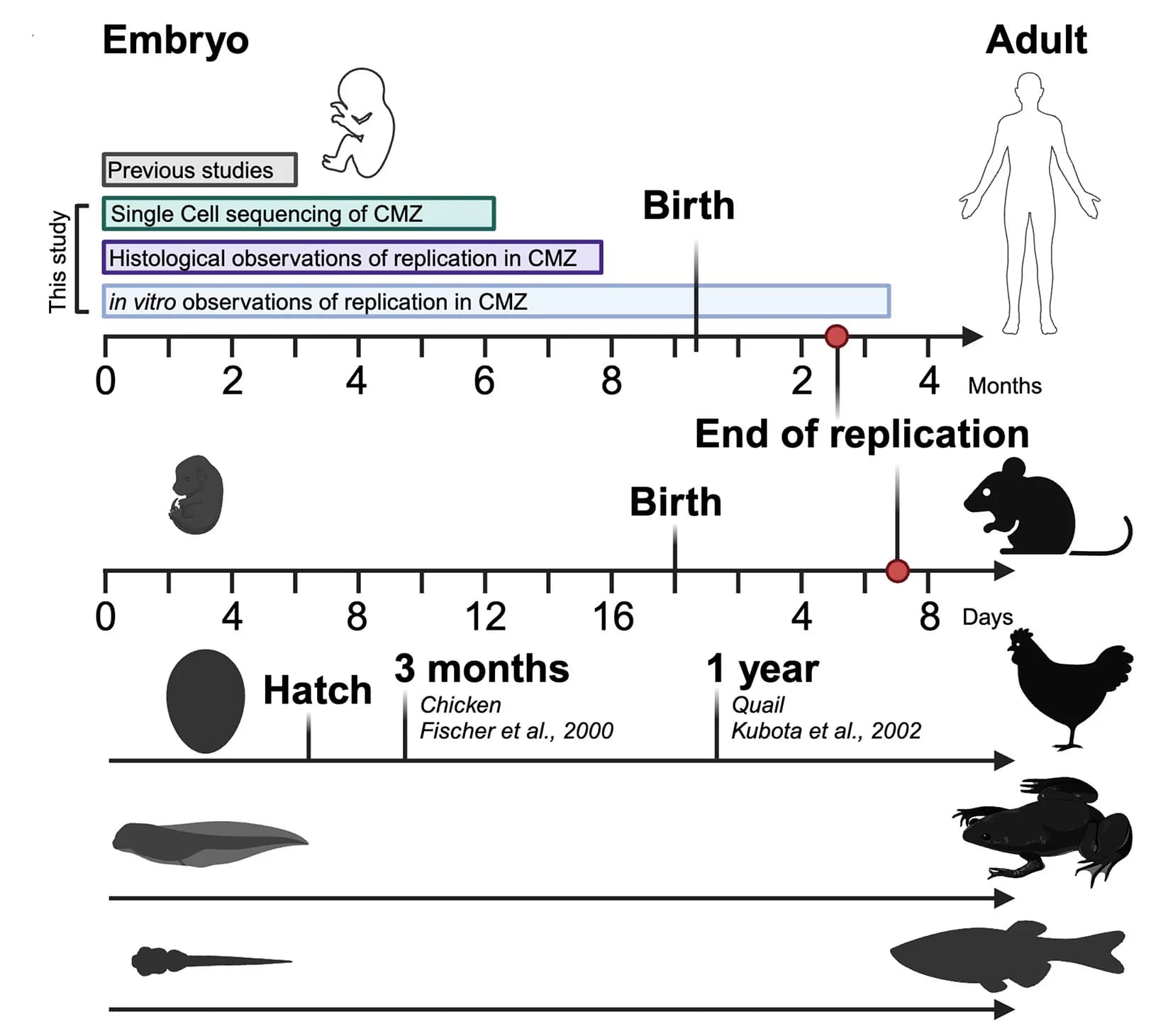 Open access visualization of Workflow, Illustration, CMZ Development, Organisms, Human Development