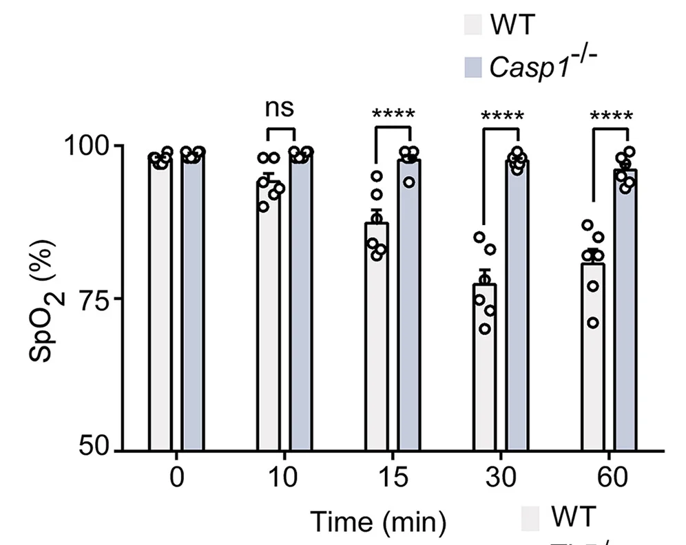 Open access visualization of Bar Plot, Clustered, Error Bars, Arterial Oxygen Saturation, WT Mice