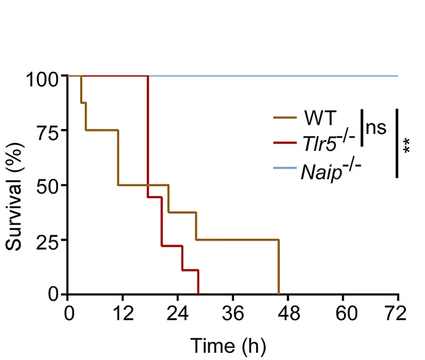 Open access visualization of Survival Curve, Line Step, Kaplan-Meier Survival Plots, WT Mice, TLR5-/- Mice