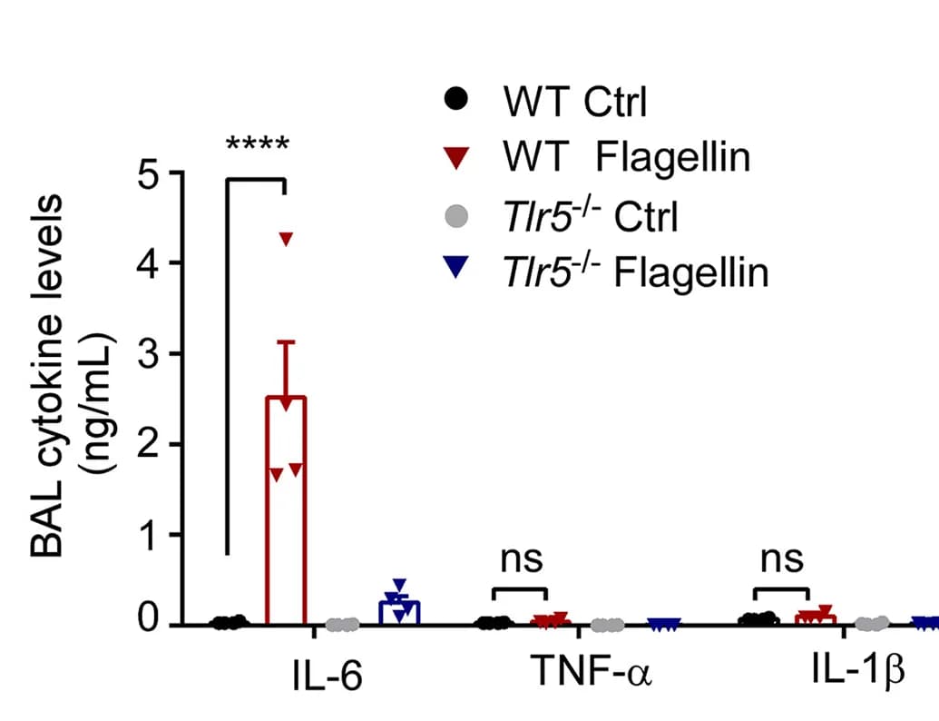 Open access visualization of Bar Plot, Error Bars, WT Mice, TLR5−/− Mice, LFn-flagellin/PA