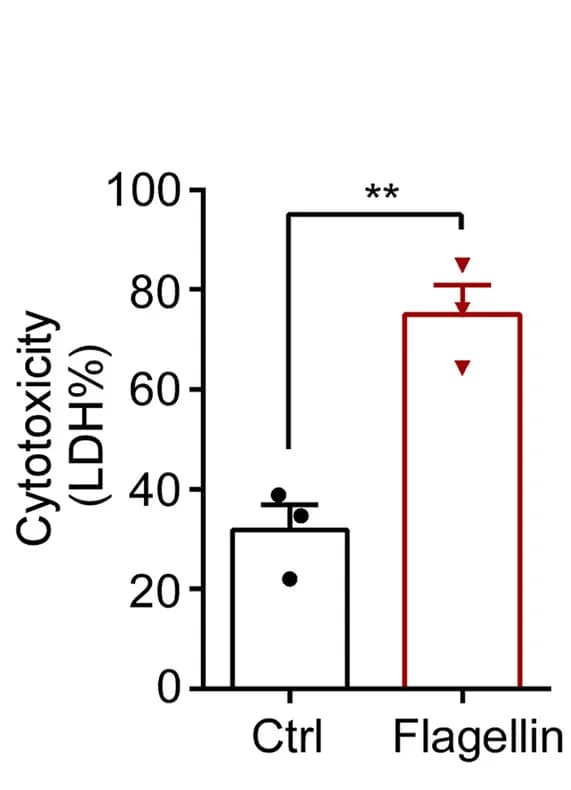 Open access visualization of Bar Plot, Error Bars, Lung Cells, PA, LFn-flagellin/PA