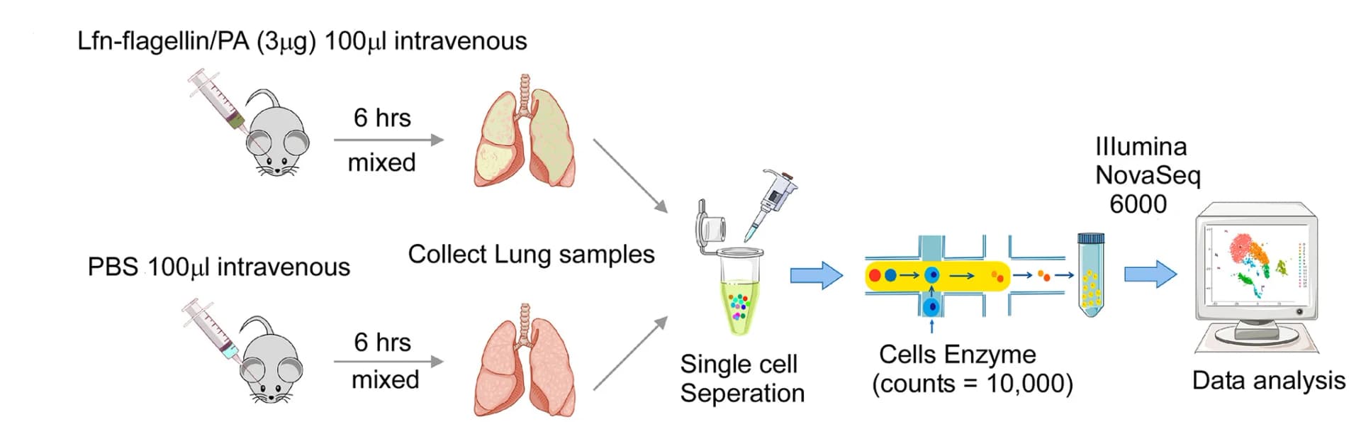 Open access visualization of Workflow, Illustration, scRNA-seq, Uniform Manifold Approximation, Projection Plot