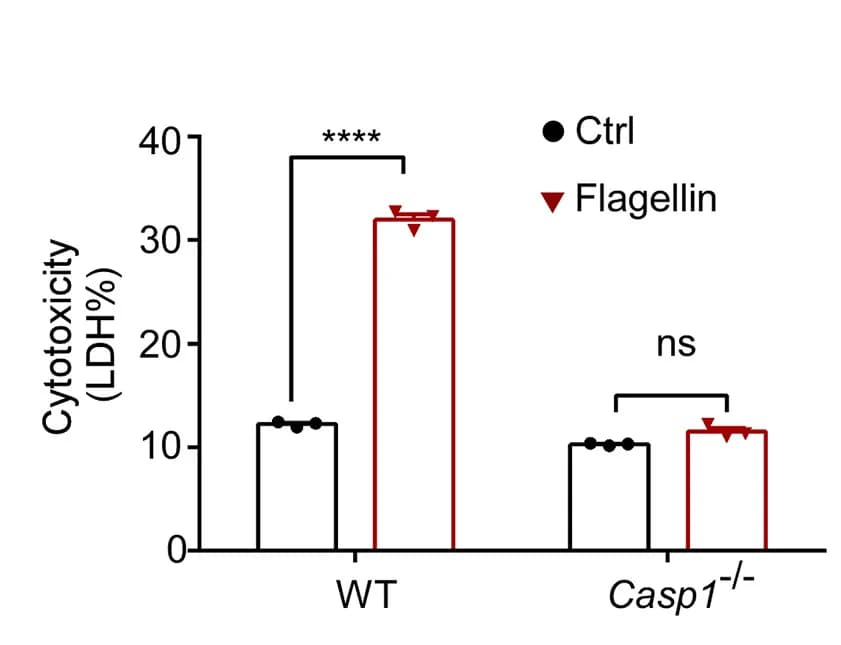 Open access visualization of Bar Plot, Error Bars, Fibroblasts, WT Mice, Casp1-/- Mice