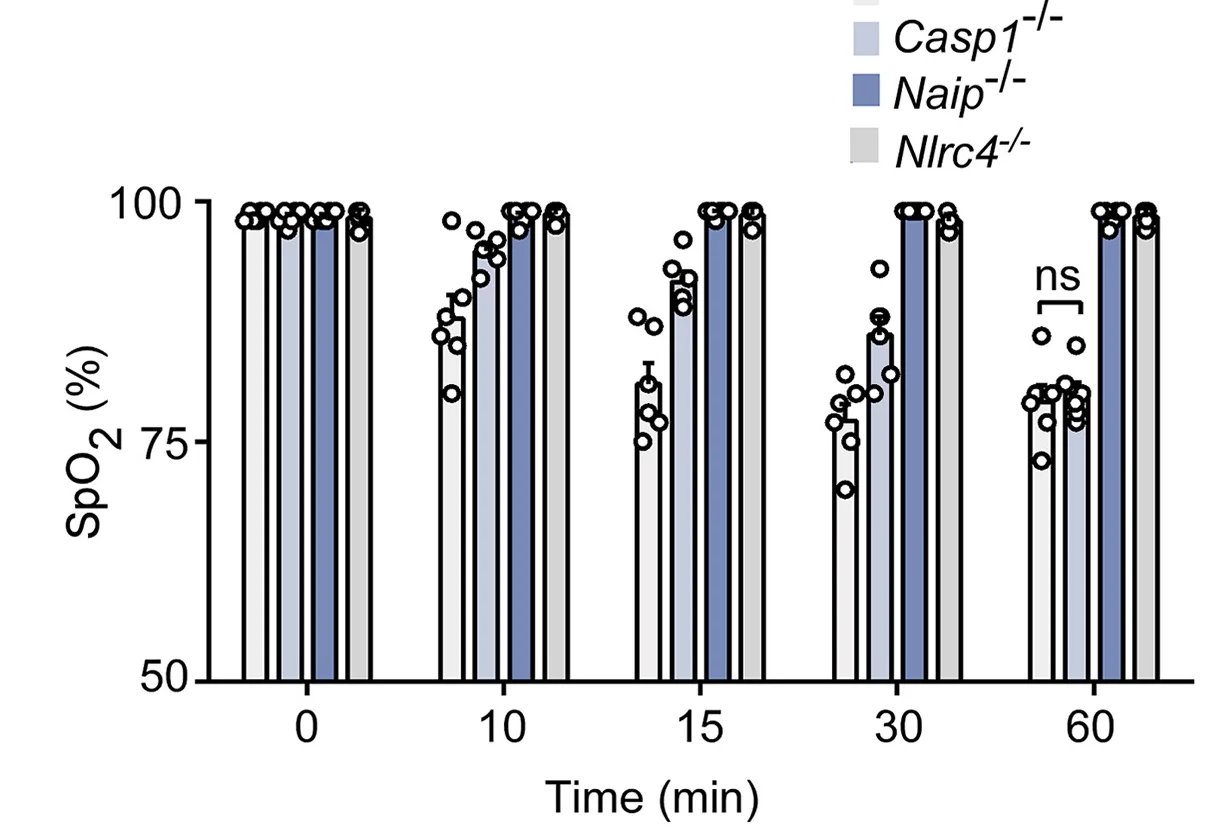 Open access visualization of Bar Plot, Scatter Plot, WT Mice, Casp1−/− Mice, NAIP−/− Mice