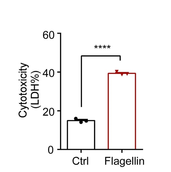 Open access visualization of Bar Plot, Error Bars, Total Lung Cells, Casp1−/− Mice, PA