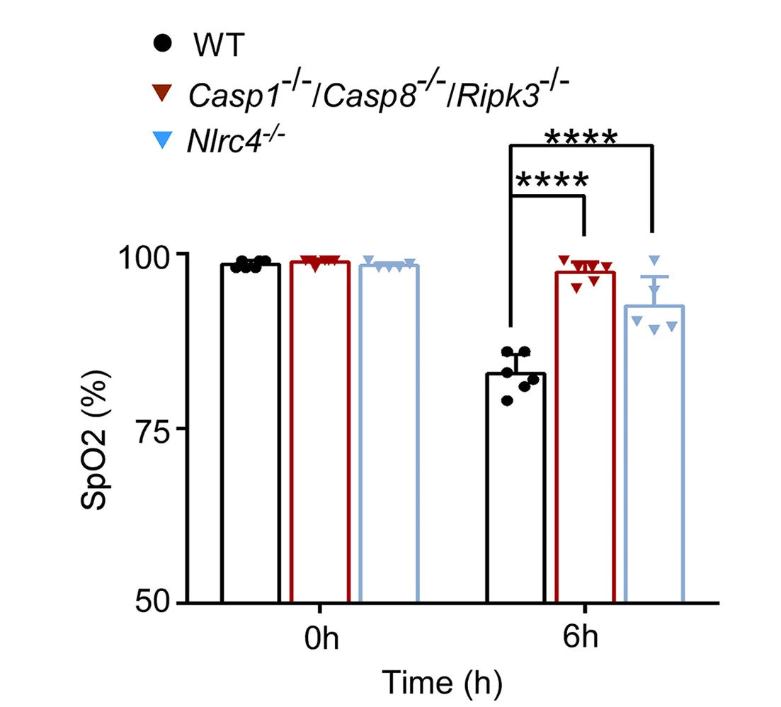 Open access visualization of Bar Plot, Error Bars, Arterial Oxygen Saturation, WT Mice, Nlrc4-/- Mice