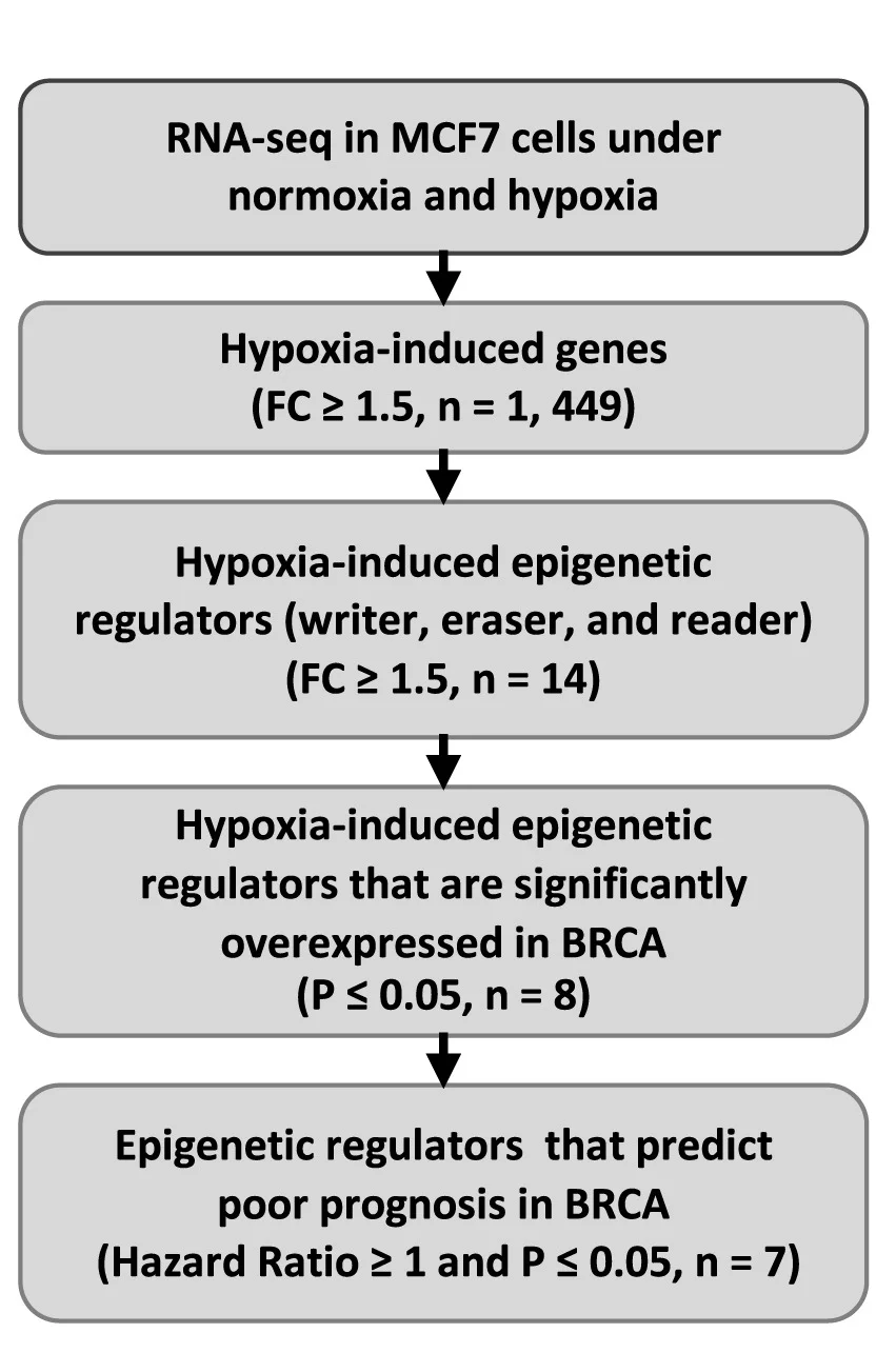 Open access visualization of Workflow, Flowchart, MCF7 Cells, Hypoxic Condition, RNA Sequencing