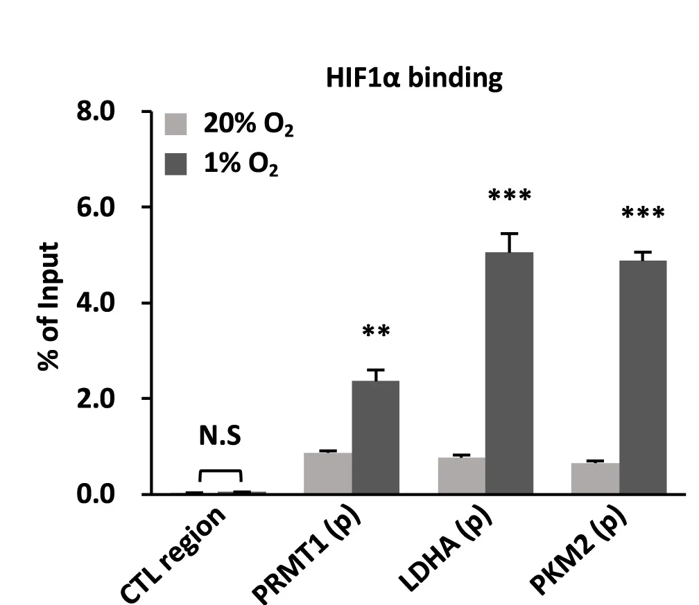 Open access visualization of Bar Plot, Error Bars, Clustered, MCF7 Cells, Normoxic Condition