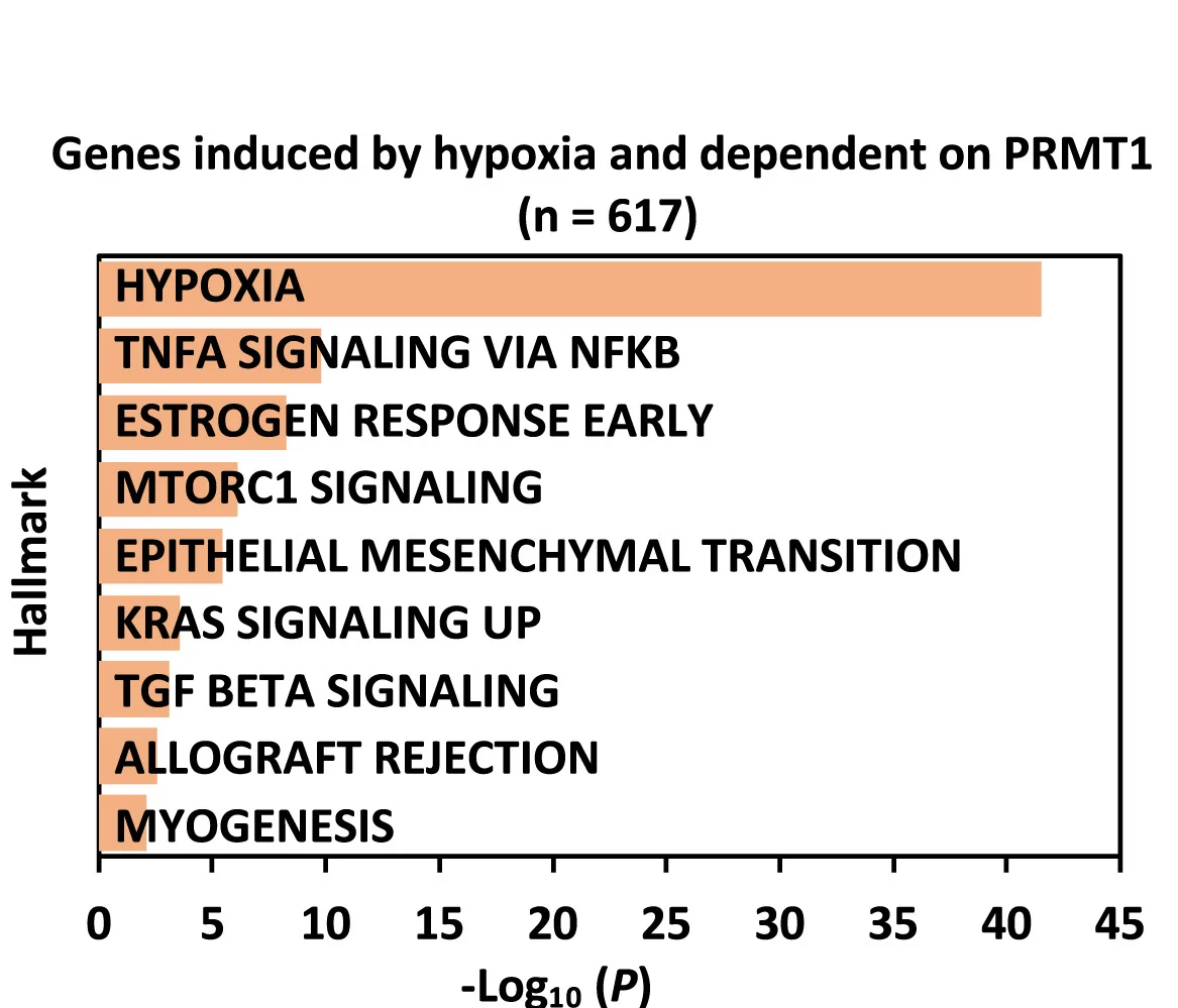 Open access visualization of Bar Plot, Hallmark Analysis, Genes, Hypoxia, PRMT1