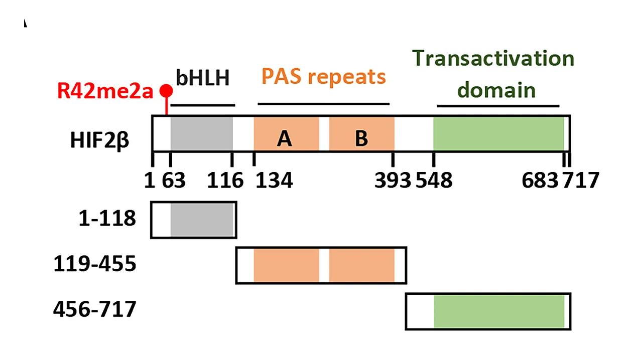 Open access visualization of Illustration, Schematic Representation, HIF2 Domain, Methylation, PRMT1