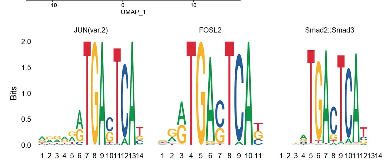 Open access visualization of Illustration, Motif Activity Analysis, HSC Cluster, AP-1 Transcription Factors, Dnmt3a-mutant HSCs