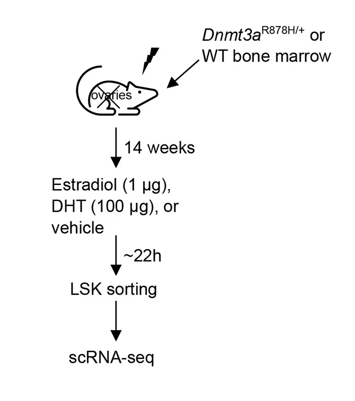 Open access visualization of Workflow, Flowchart, Illustration, Ovariectomized Mice, Bone Marrow Transplantation