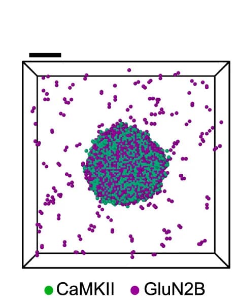 Open access visualization of 3D Plot, Simulated Condensate, Binary Mixture, CaMKII, GluN2B