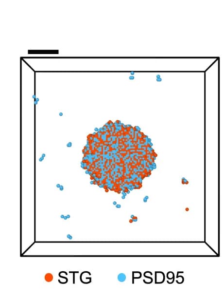 Open access visualization of 3D Plot, Simulated Condensate, Binary Mixture, CaMKII, GluN2B