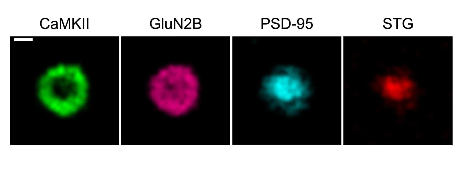 Open access visualization of Microscopy, Simulated Condensate, Protein Mixture, Scale Bar, Standard Deviations