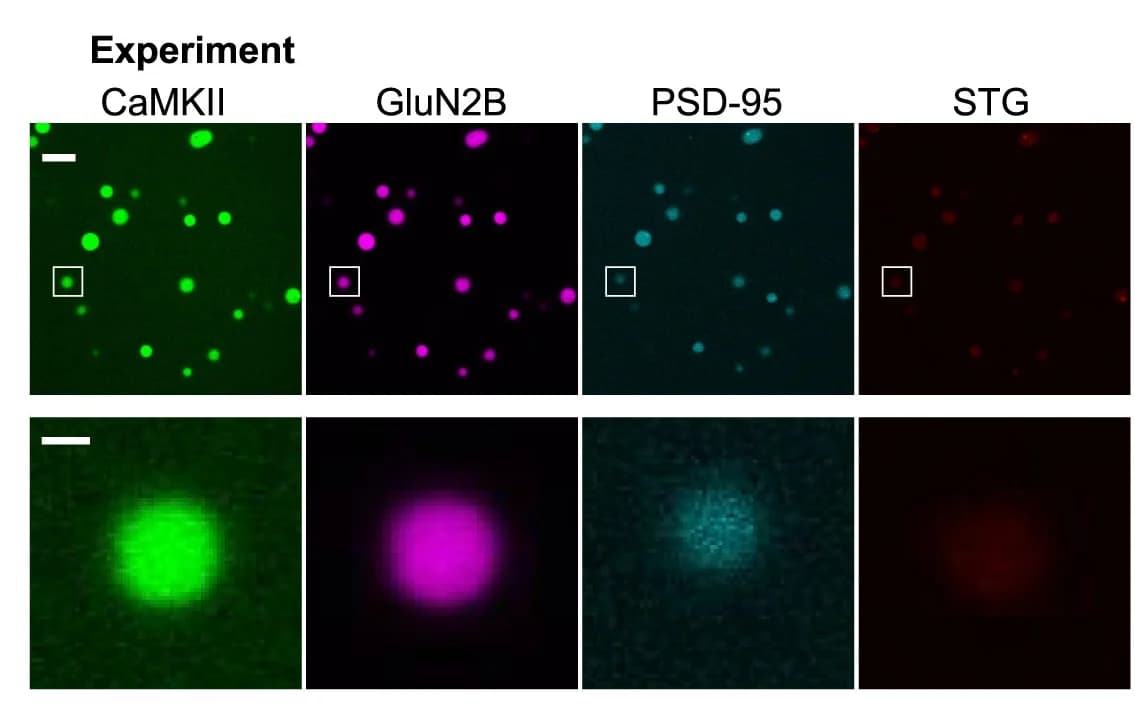 Open access visualization of Microscopy, Postsynaptic Proteins, Fluorescence Microscopy, Condensates