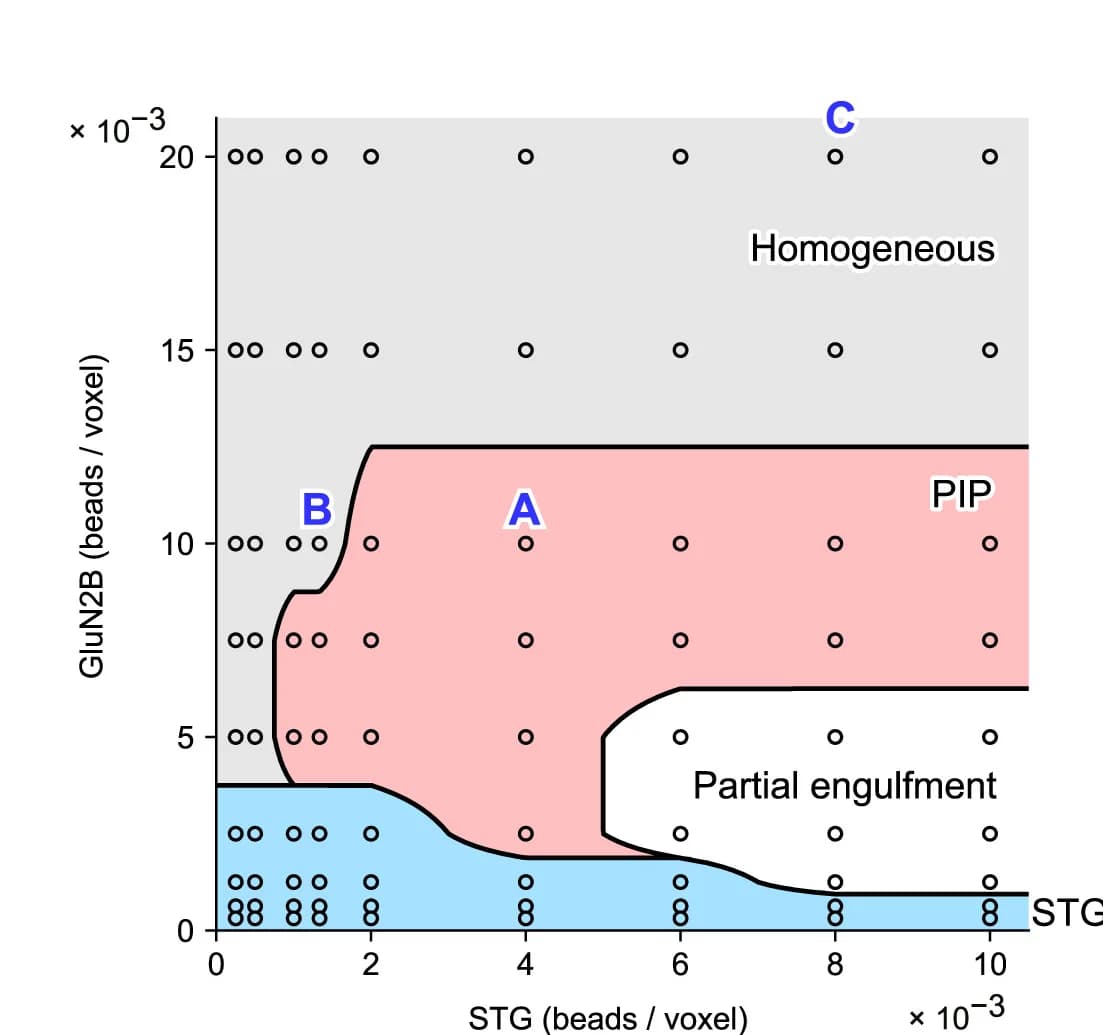 Open access visualization of Scatter Plot, Phase Diagram, LLPS, STG, PSD-95