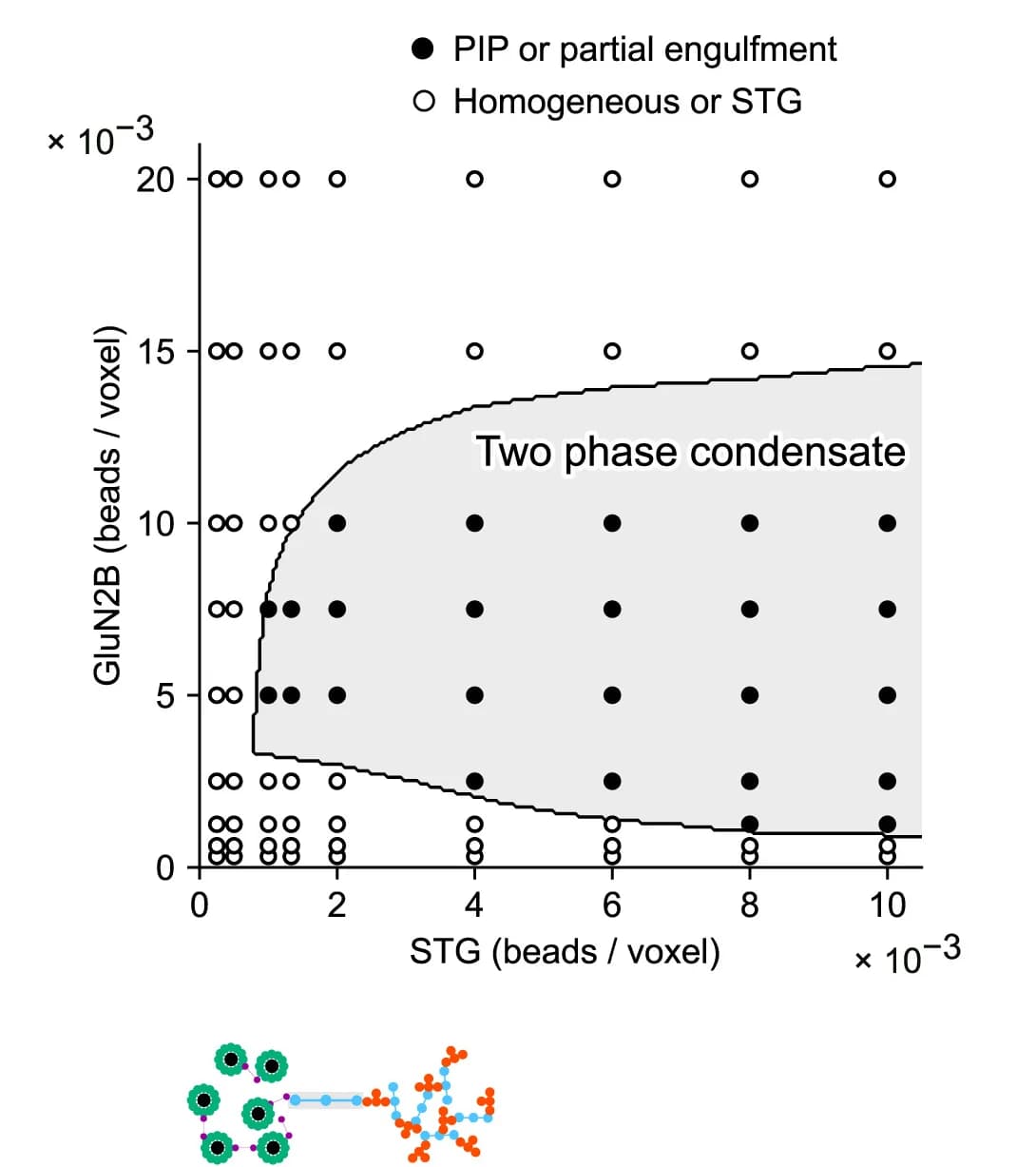 Open access visualization of Scatter Plot, Phase Separation, Protein Binding, GluN2B, STG