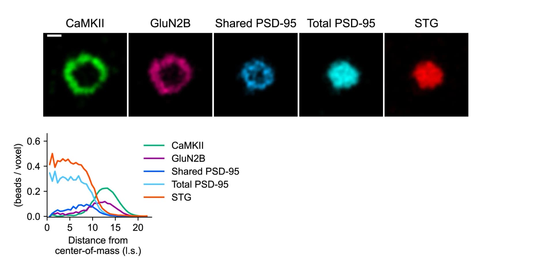 Open access visualization of Line Plot, Microscopy, PSD-95, CaMKII, STG