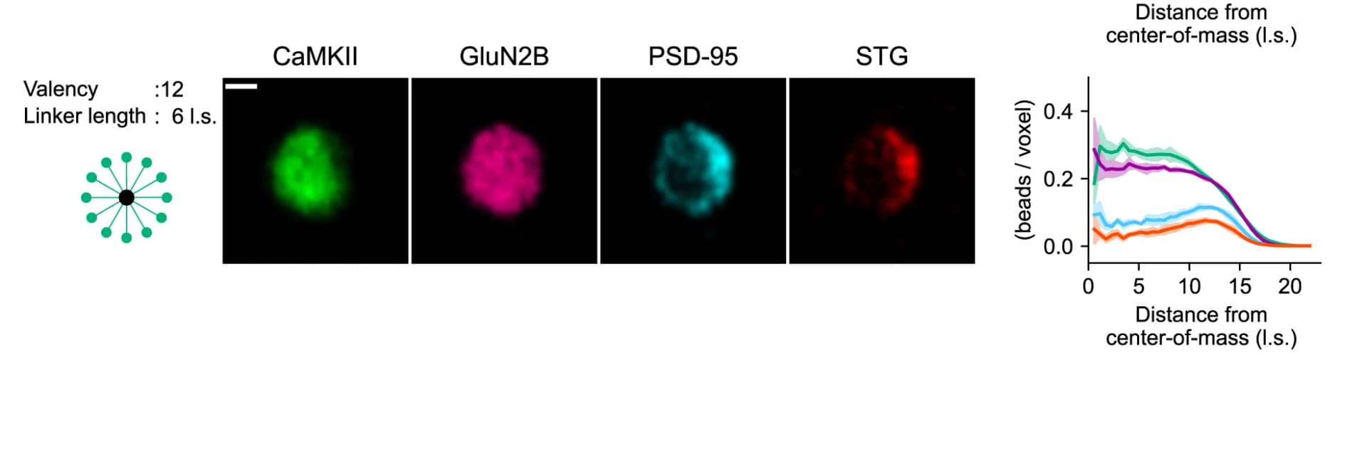Open access visualization of Line Plot, Microscopy, Partially Engulfed Condensate, CaMKII, Linker Length