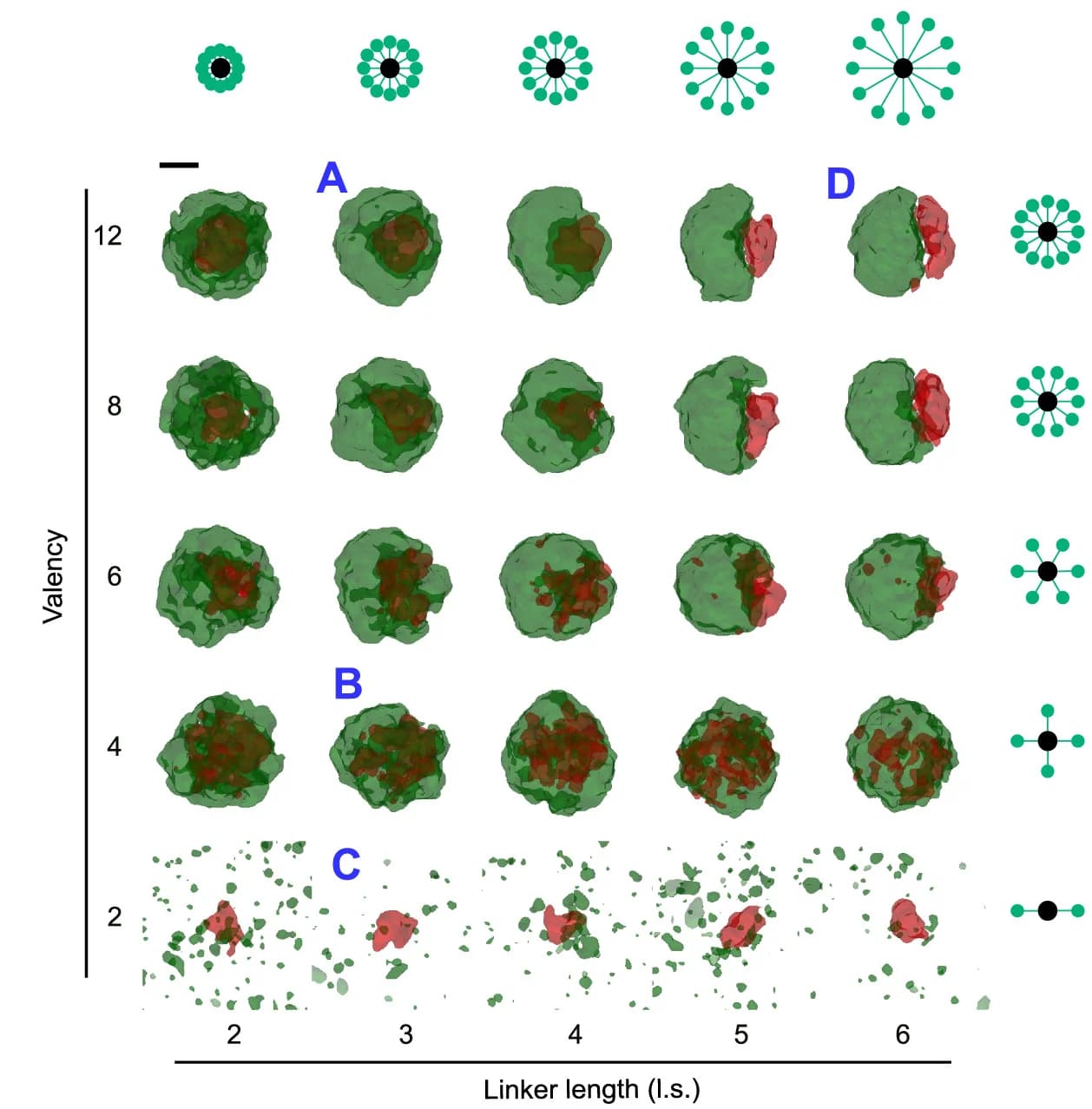 Open access visualization of 3D Plot, Valency, Linker Length, Two-Phase Condensates, Condensates