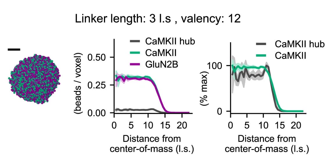 Open access visualization of Line Plot, Error Bars, CaMKII, GluN2B, Condensate