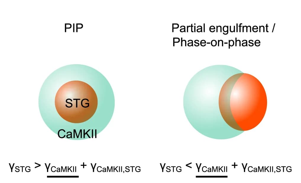 Open access visualization of Illustration, PIP, Partial Engulfment, Condensate, Surface Tension