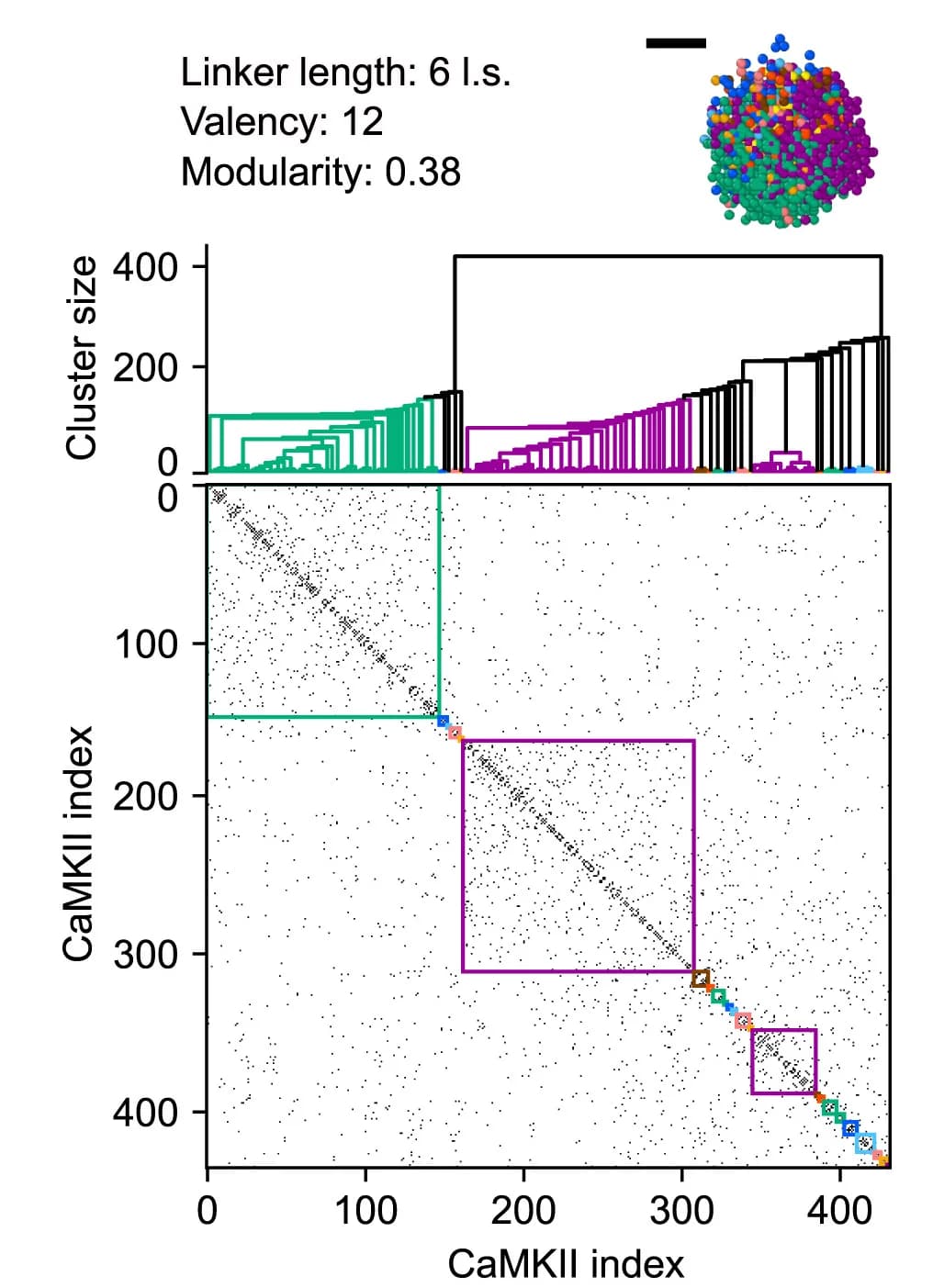 Open access visualization of Heatmap, Scatter Plot, Line Plot, Adjacency Matrix, CaMKII Connections
