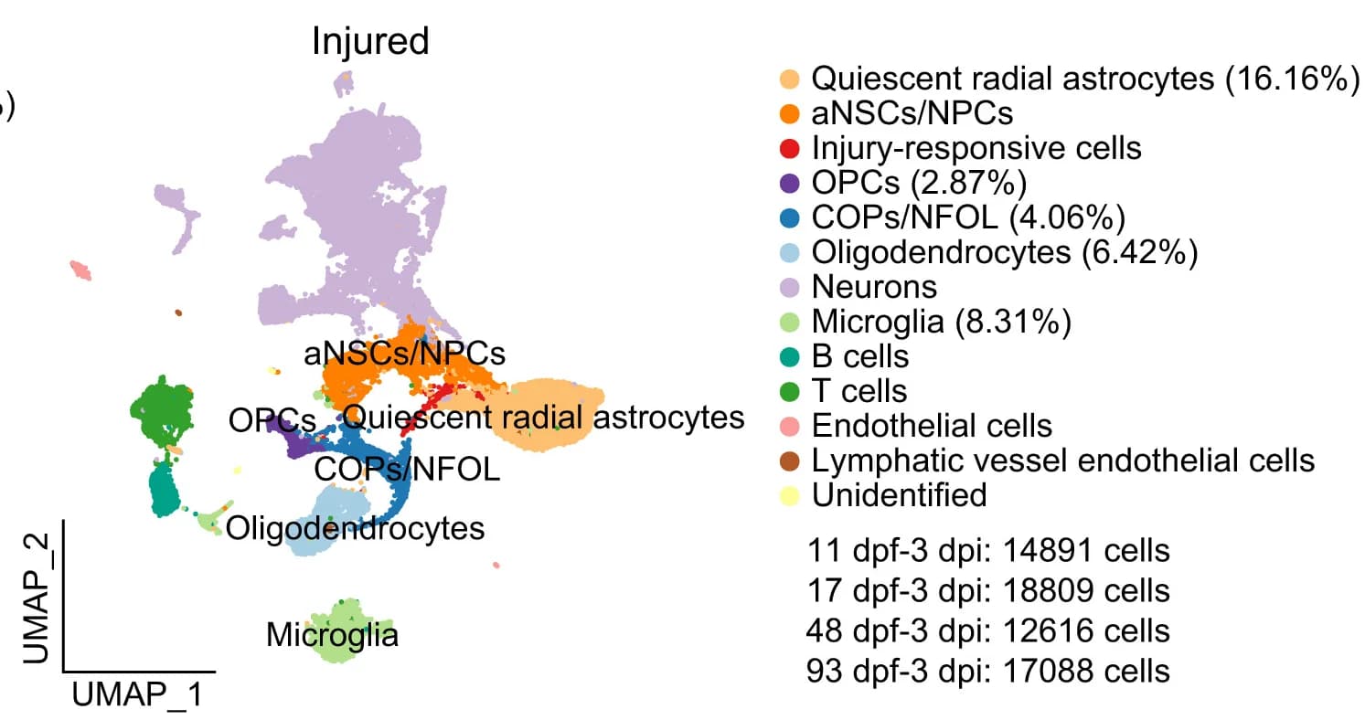 Open access visualization of UMAP, Uniform Manifold Approximation and Projection, Single-cell RNA Sequencing, Glial Cells, Injured