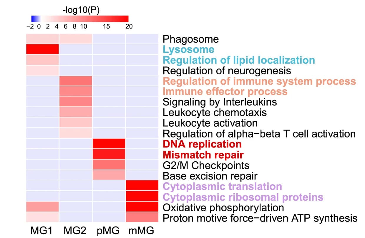 Open access visualization of Heatmap, GO Enrichment, Differentially Expressed Genes, Microglial Subtypes