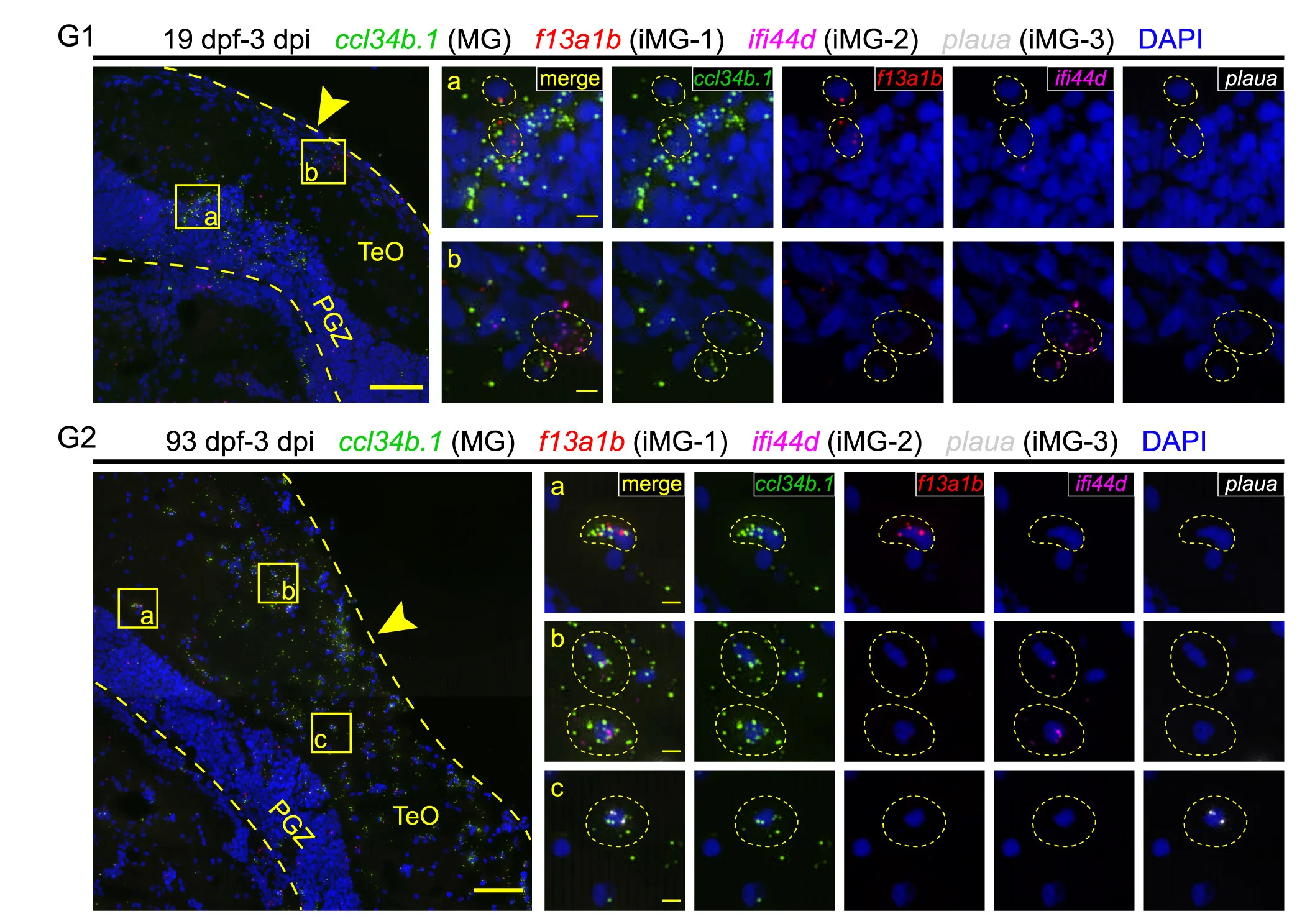 Open access visualization of Microscopy, asmFISH, Midbrain Sections, Zebrafish, Larval