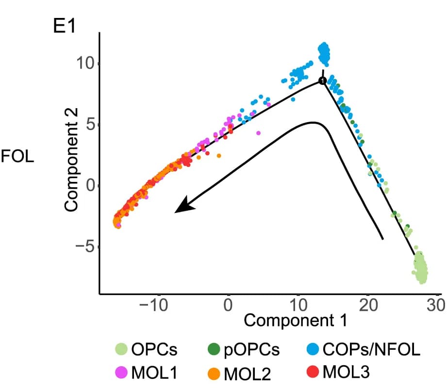 Open access visualization of Scatter Plot, Pseudo-time Trajectories, Oligodendrocyte-lineage Cells, Uninjured OT, Stage