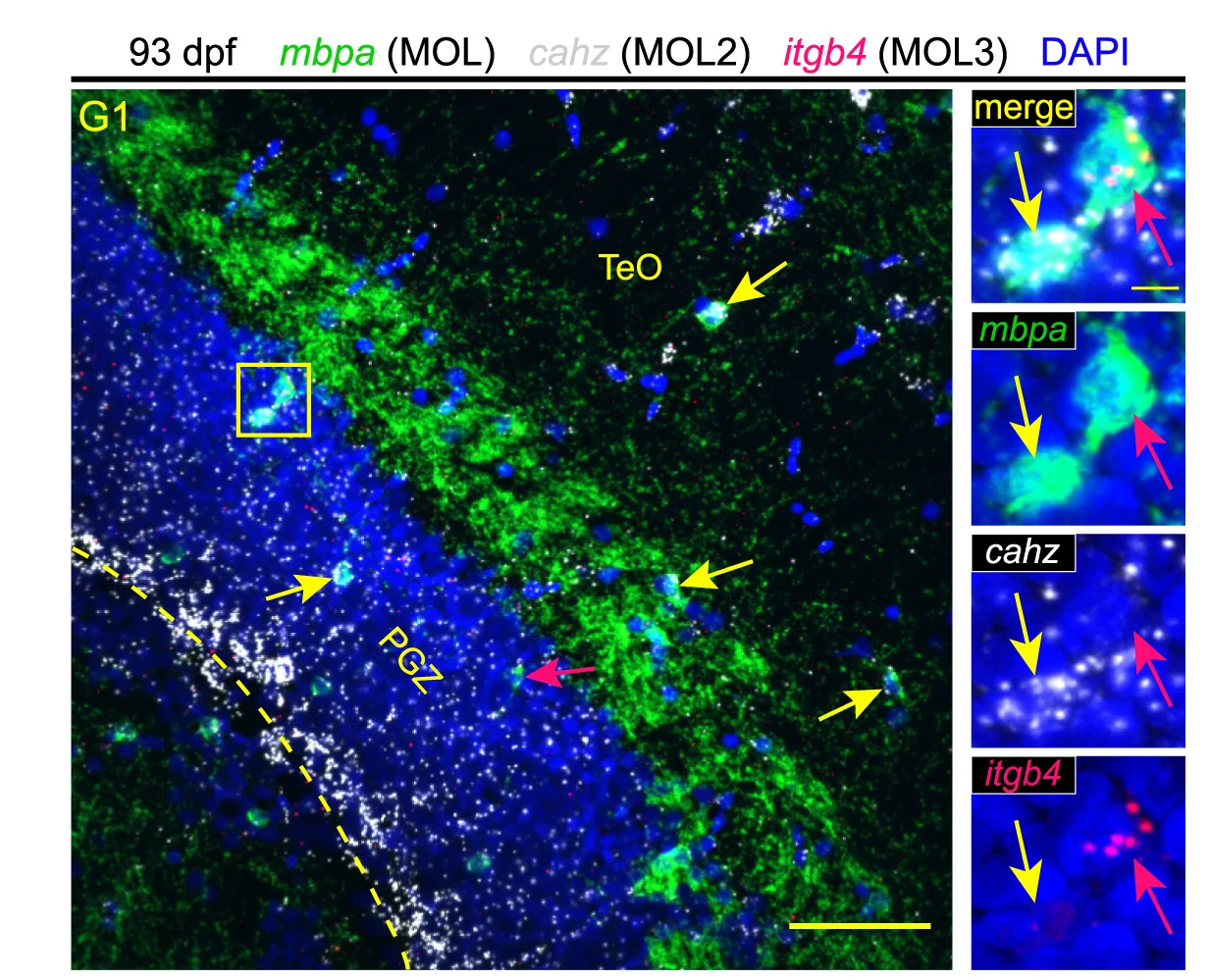 Open access visualization of Microscopy, RNAscope, Midbrain Section, Zebrafish, Adult Stage