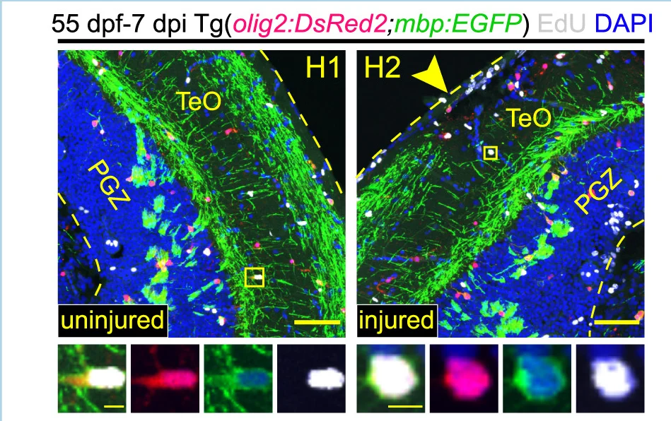 Open access visualization of Microscopy, Photo, EdU, EGFP, DsRed2