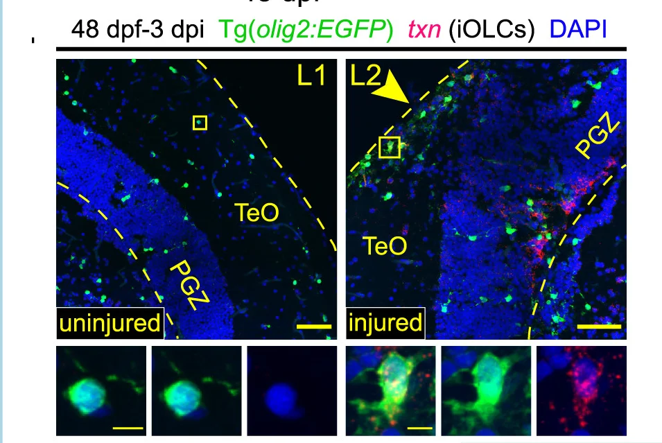 Open access visualization of Microscopy, txn, EGFP, iOLCs, Uninjured