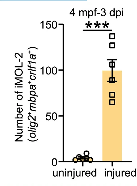 Open access visualization of Bar Plot, Error Bars, crlf1a, mbpa, EGFP