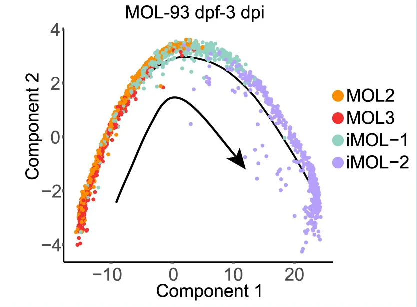 Open access visualization of Scatter Plot, Line Plot, Pseudo-Time Trajectory, Mature Oligodendrocytes, Subtypes