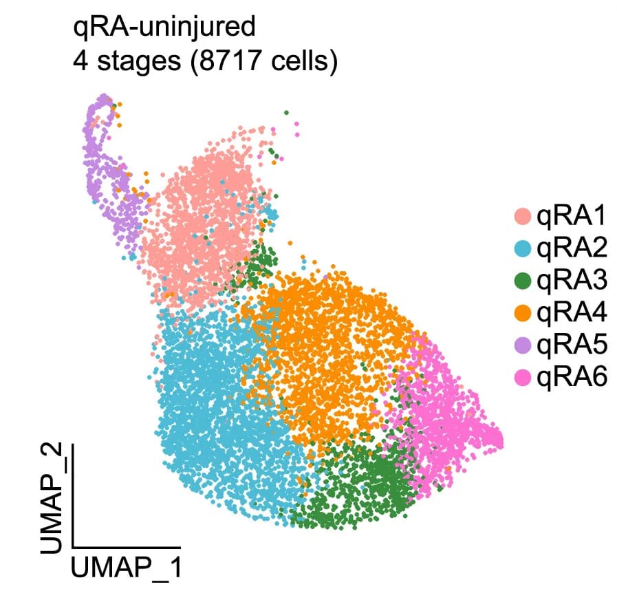 Open access visualization of UMAP, Scatter Plot, UMAP Plot, Quiescent Radial Astrocytes, Uninjured OT
