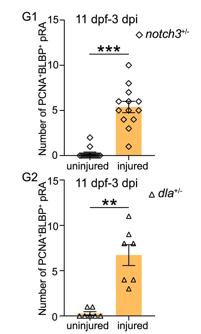 Open access visualization of Bar Plot, Error Bars, Scatter Plot, Proliferative Radial Astrocytes, PCNA+BLBP+ cells