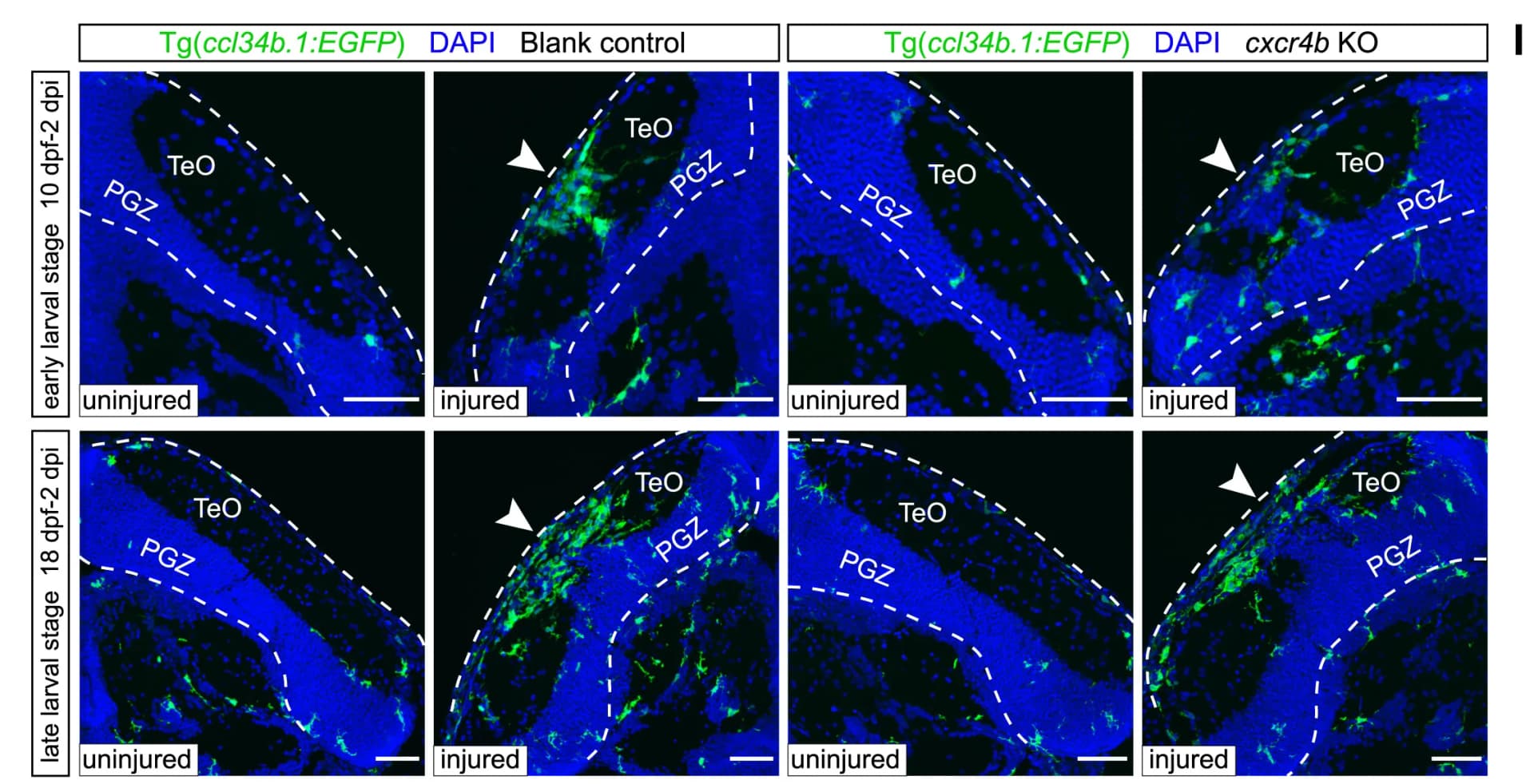 Open access visualization of Microscopy, Photo, ccl34b.1+ Microglia, Central OT, Uninjured Tissue