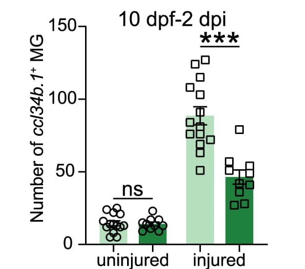 Open access visualization of Bar Plot, Scatter Plot, Error Bars, ccl34b.1+ Microglia, Central OT