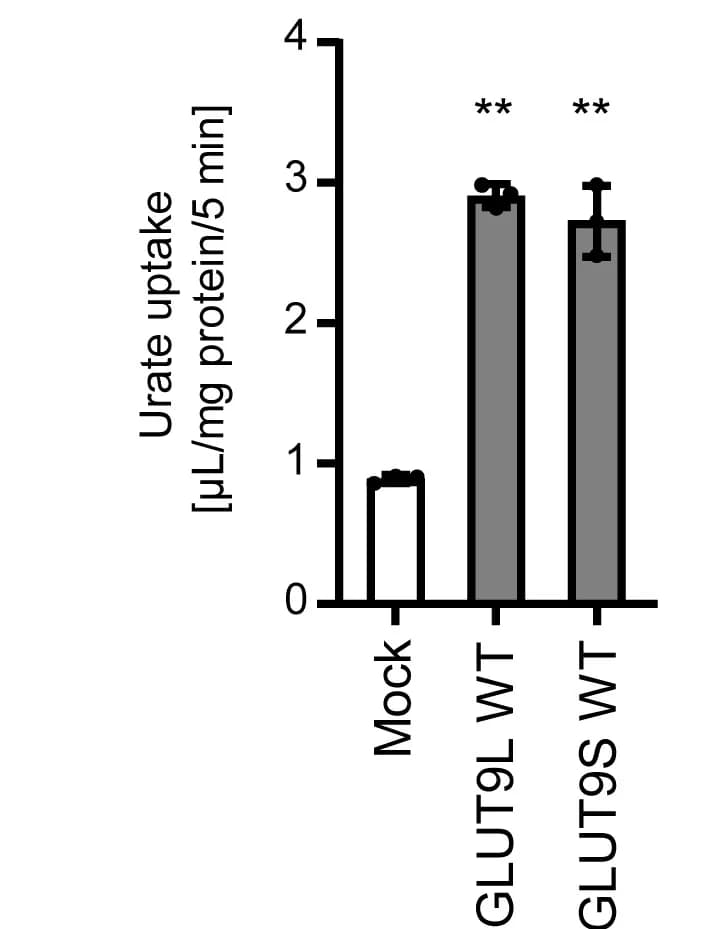 Open access visualization of Bar Plot, Error Bars, Urate Transport, GLUT9L, GLUT9S