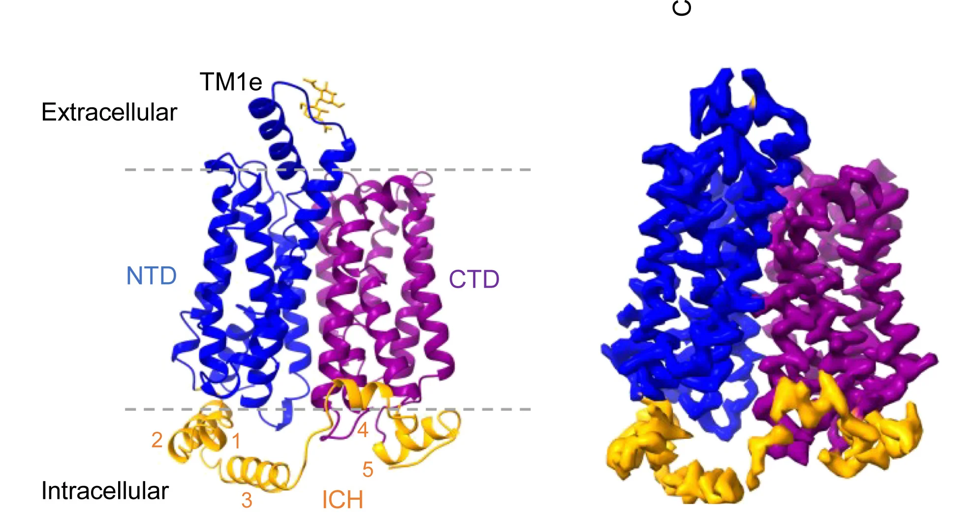 Open access visualization of Protein Structure, GLUT9, Ribbon Model, Cryo-EM, N-Terminal Domain